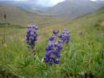 Wildflowers and another high mountain meadow.