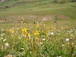Wildflowers, Mayela in the background crossing a dry creek bed.