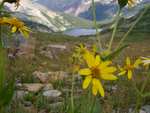 Some wildflowers, with Snowmass Lake in the background.