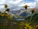 Some wildflowers, with Snowmass Lake in the background.