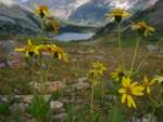 Some wildflowers, with Snowmass Lake in the background.