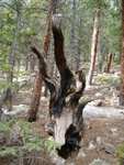 A pretty wild-looking bit of tree down toward the trailhead.