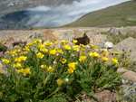 Wildflowers, with clouds in the background
