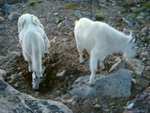 Mountain goats, getting ... salt ... out of the dirt.  ;)  The were close enough I could have touched them.