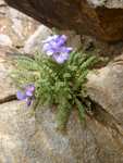 Some nice wildflower growing in a crack, around 12,400 feet