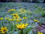 This was a very cool field of yellow and blue wildflowers.