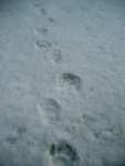 Freaked me out -- coming across bear tracks in thigh-deep snow.
