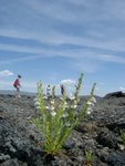 Some flowers I found growing in a crack, with the girls in the background.
