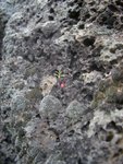 This was a neat flower we saw growing in a rock.  The whole thing was about 1 inch tall.