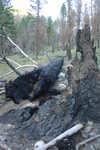 The remains of a large tree which was burned.