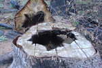 This stump was burned almost completely hollow!