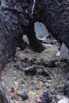 A picture from one side of the stump out to the other.