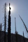 This picture is just really cool, with the halo behind the burned tree, and the lines from the leaning snag pointing to it.