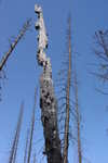 Another crazy burned tree.  How can this be standing after a year?