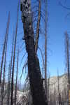Middle section of crazy burned tree.