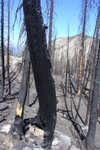 Bottom of crazy burned tree.
