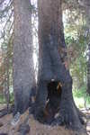This tree trunk was completely burned out.