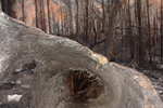 This was a pretty crazy burned-out tree trunk, viewed from one end.