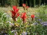 Some wildflowers in a meadow about 4 miles up