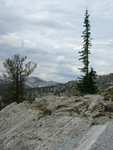 Lone pine on a rock ridge.