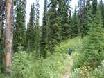 The trail immediately begins to descend into a true *rain forest*, with old-growth pine and cedar.  