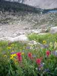 Wildflowers above the lakes