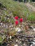 Some brightly-colored wildflowers along the trail