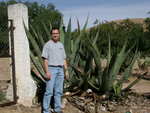 Paul next to a large tequila plant.