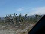 A whole forest of cactus-like, palm-like trees.